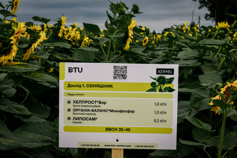 Дослід 1 на соняшнику