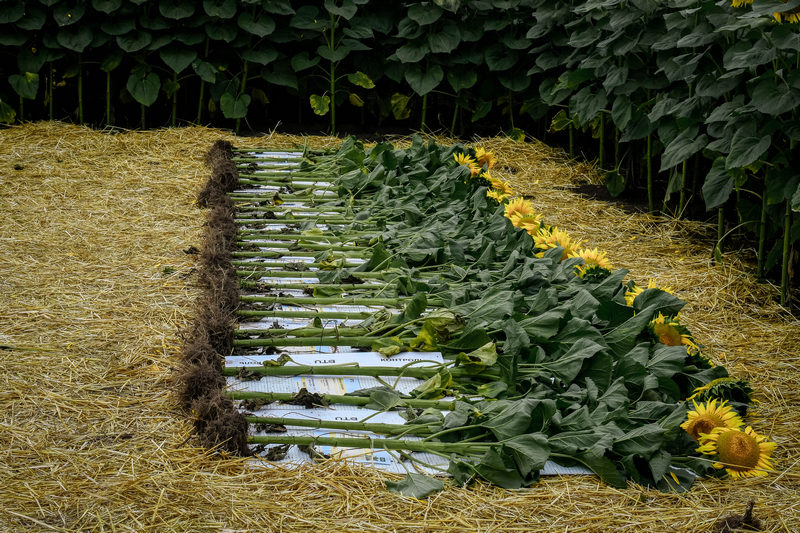 Демонстрація рослин соняшнику