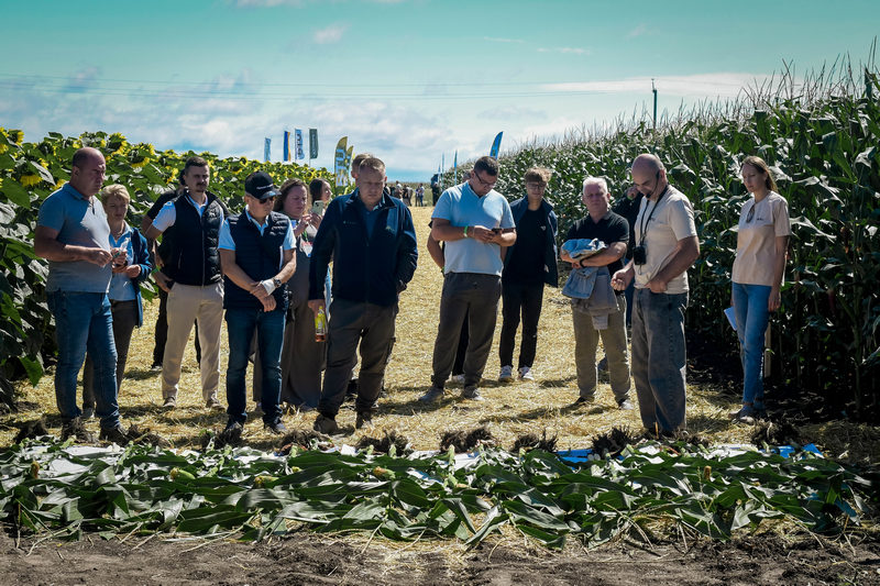 Огляд дослідних варіантів на кукурудзі