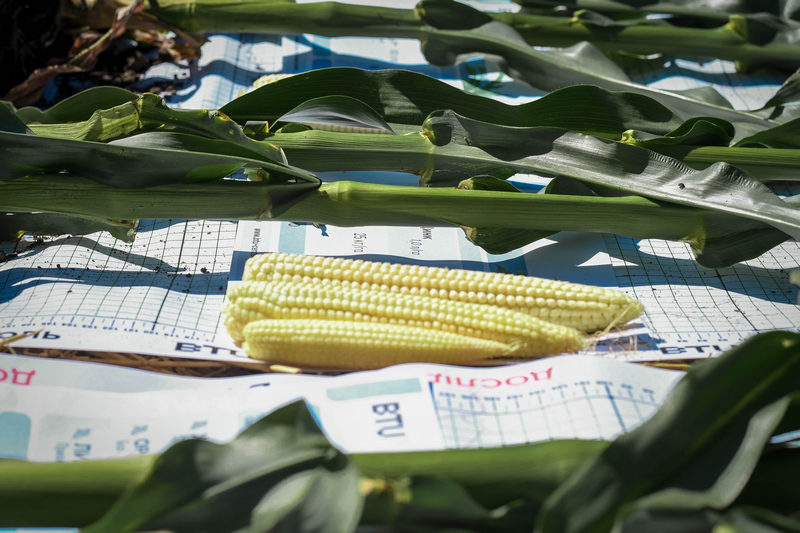 Качани кукурудзи