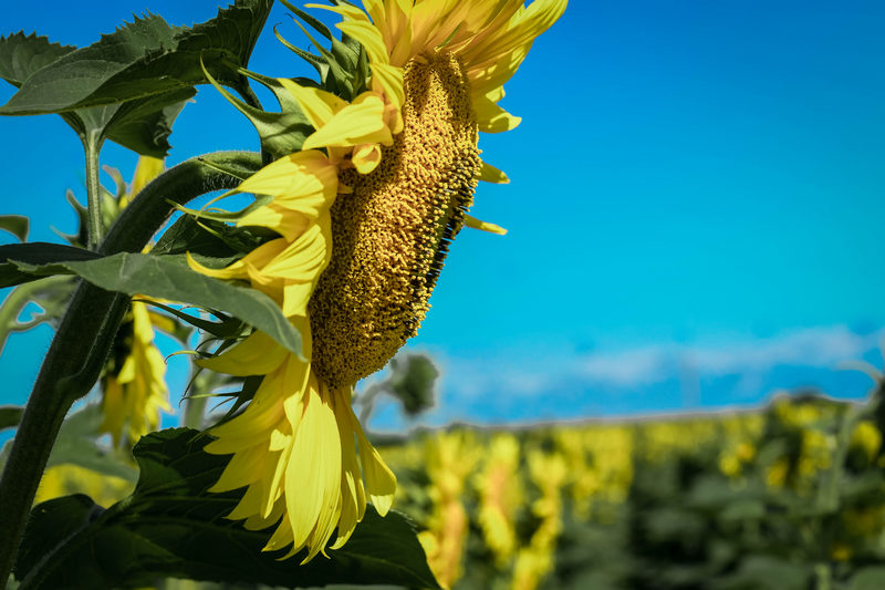 Соняшник СИ Арізона