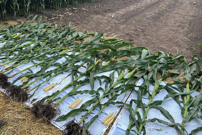 Демонстраційні рослини з різних варіантів випробувань