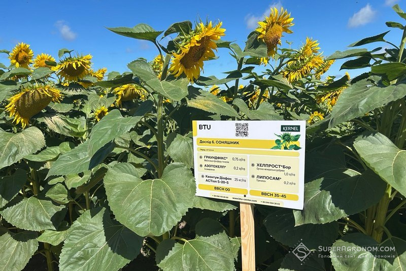 Варіант із застосуванням препаратів Граундфікс і Азотохелп