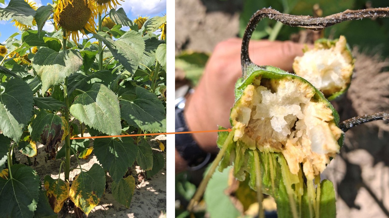 Симптоми прояву вертицильозного в&rsquo;янення на соняшнику