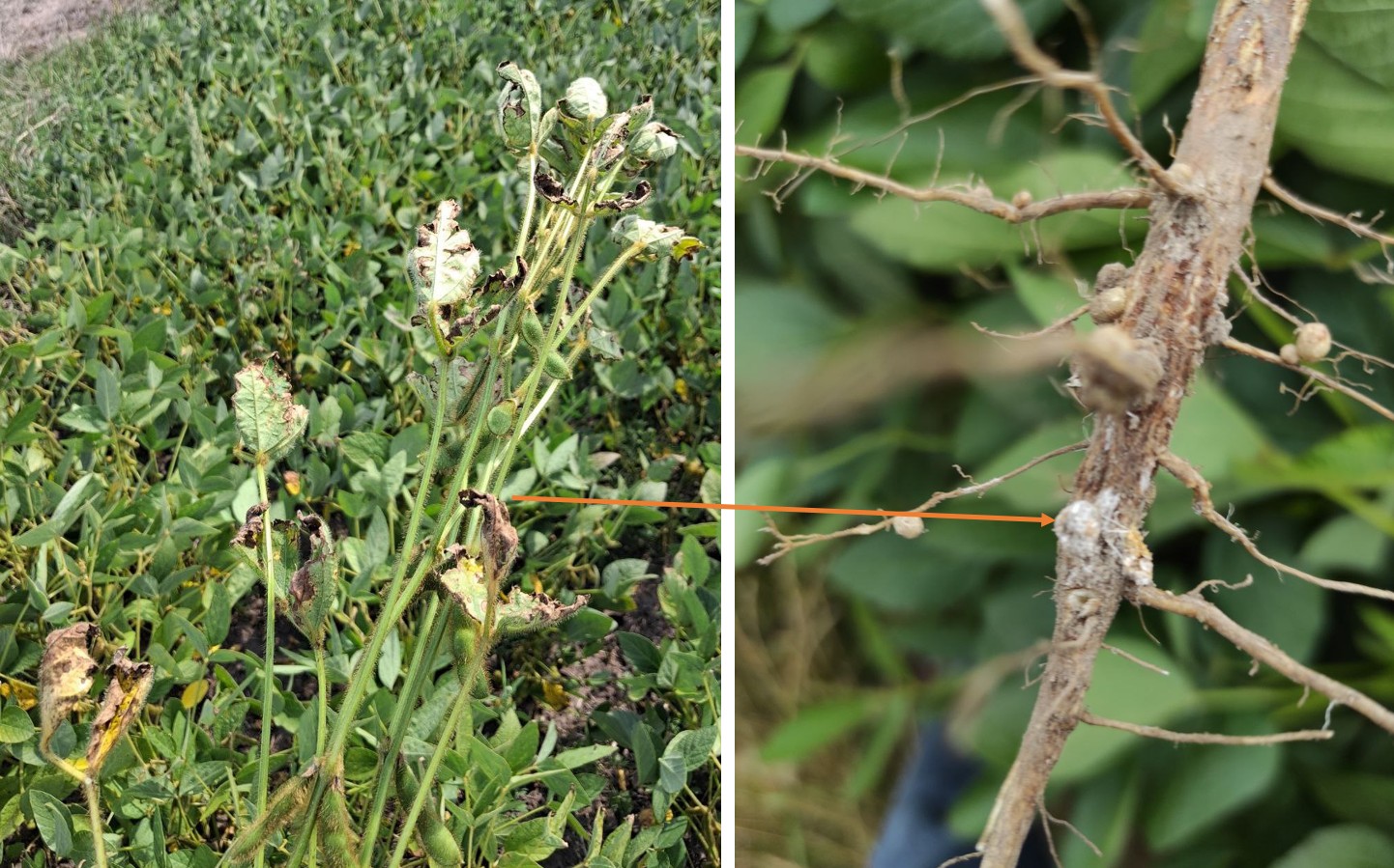 Симптоми прояву інфікування кореневої системи фузаріозом на вегетативній масі сої