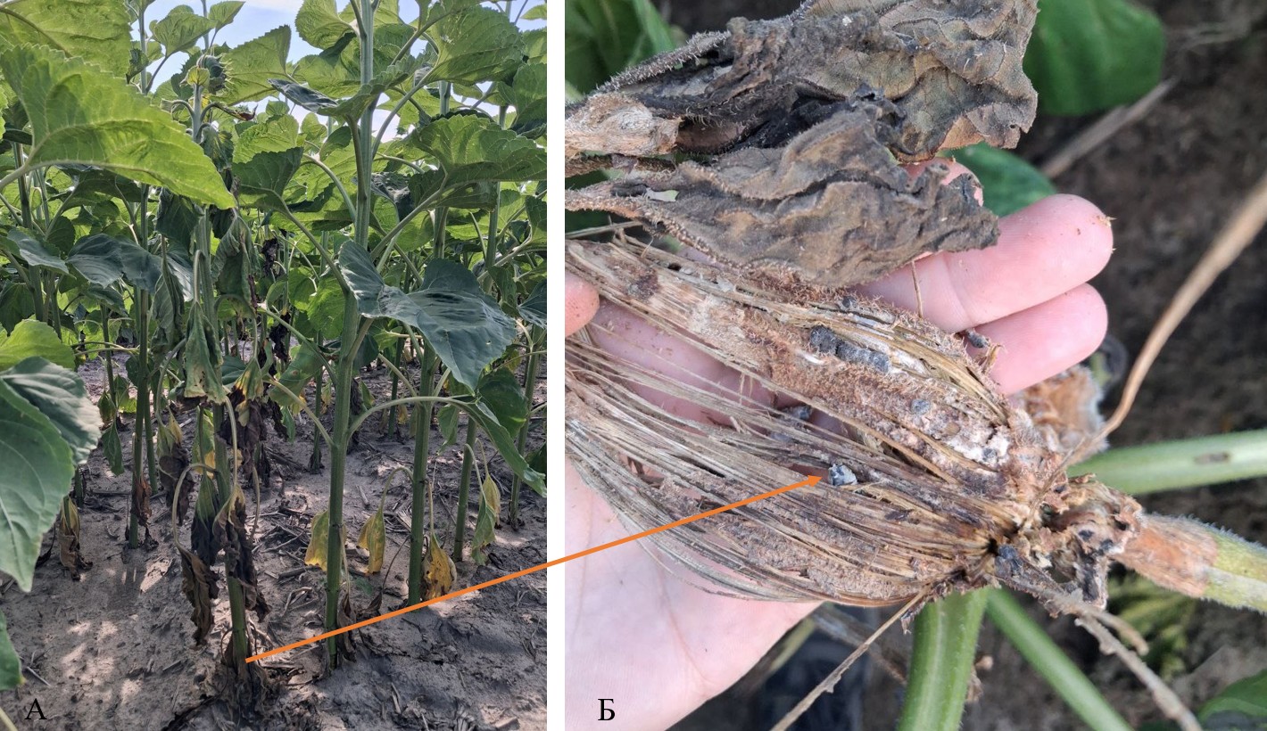Склеротиніоз соняшника, коренева (А) та стеблова (Б) форми