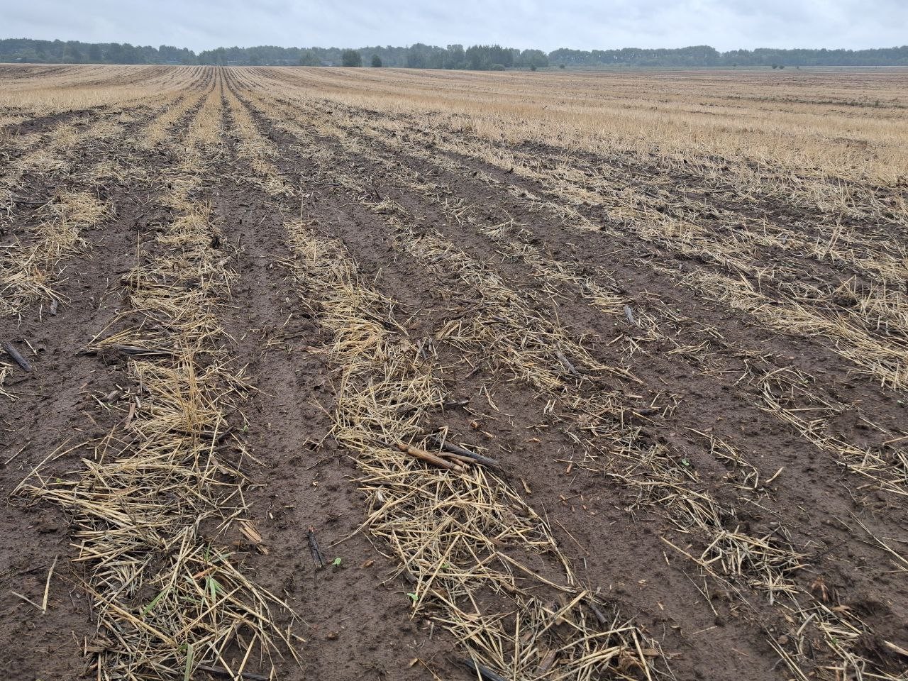 Передпосівна обробка сидеральної культури та бур&rsquo;янів препаратами Тотал К в нормі 3,0 л/га + Бактолайв Актив Соіл в нормі 1,0 кг/га