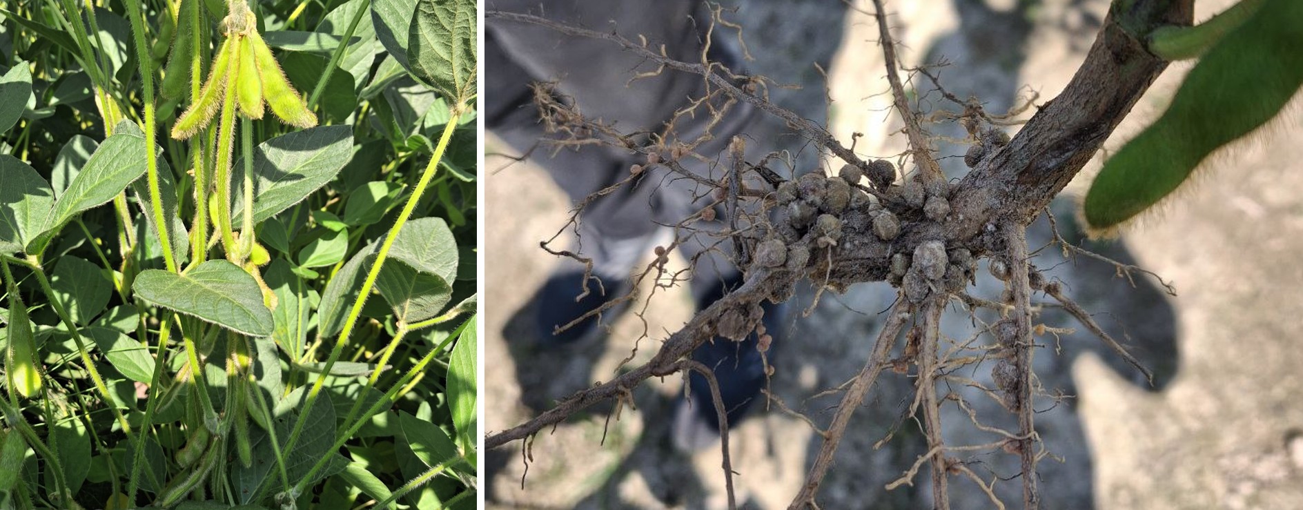 Демонстрація ефективності бакової суміші обробки насіння сої: Тіабен Т в нормі 0,4 л/т + Бактолайв СІД (0,2 кг/т) + Нітроген Квік (4 л/т)