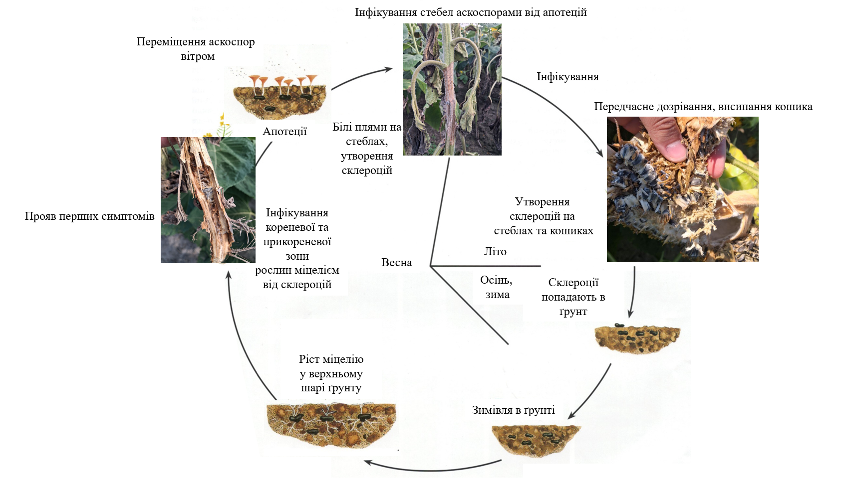 Цикл розвитку збудника склеротиніозу (Sclerotinia sclerotiorum)