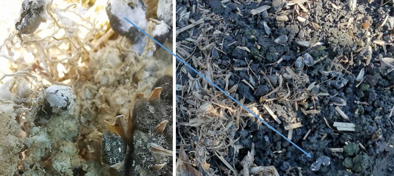 Заселення ґрунту склероціями разом із післяжнивними рештками