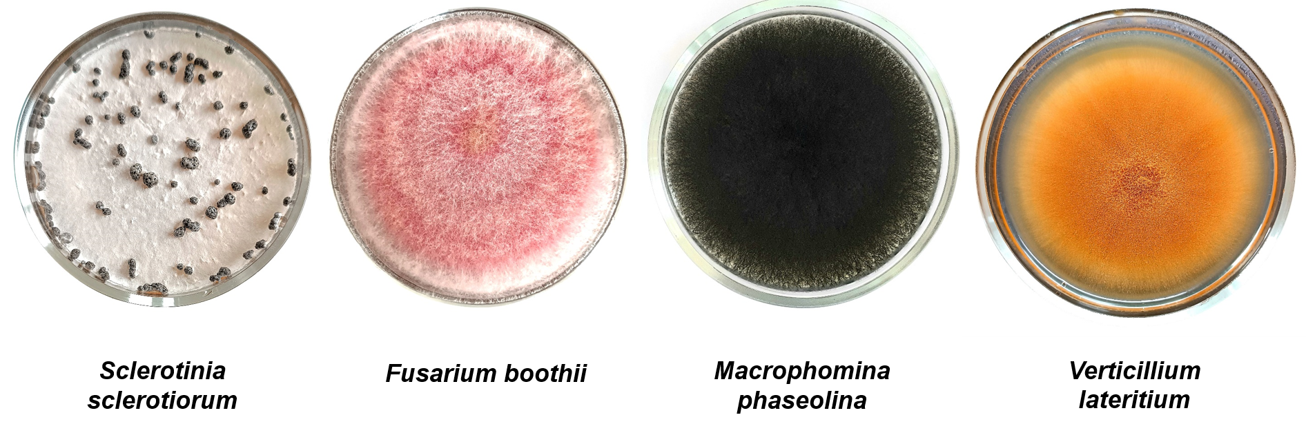 Чисті культури збудників хвороб