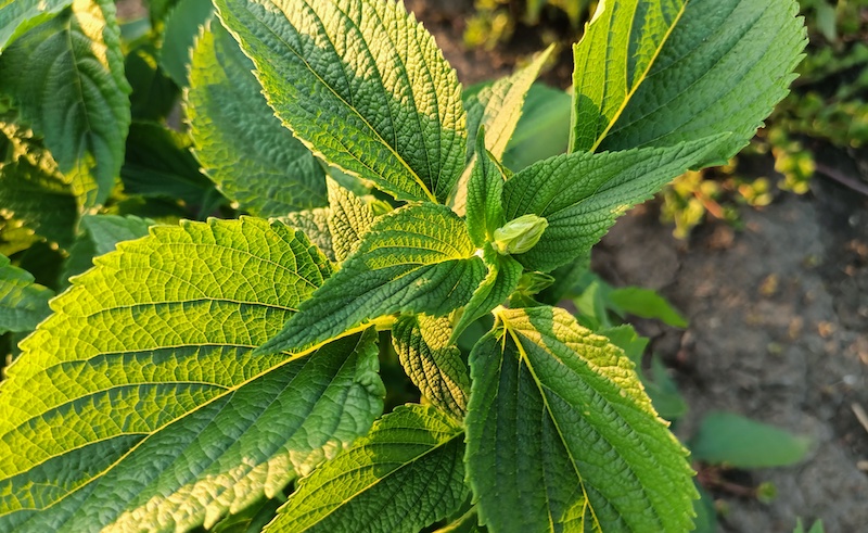 Рослина чіа (фото: Дмитро Чуйко)