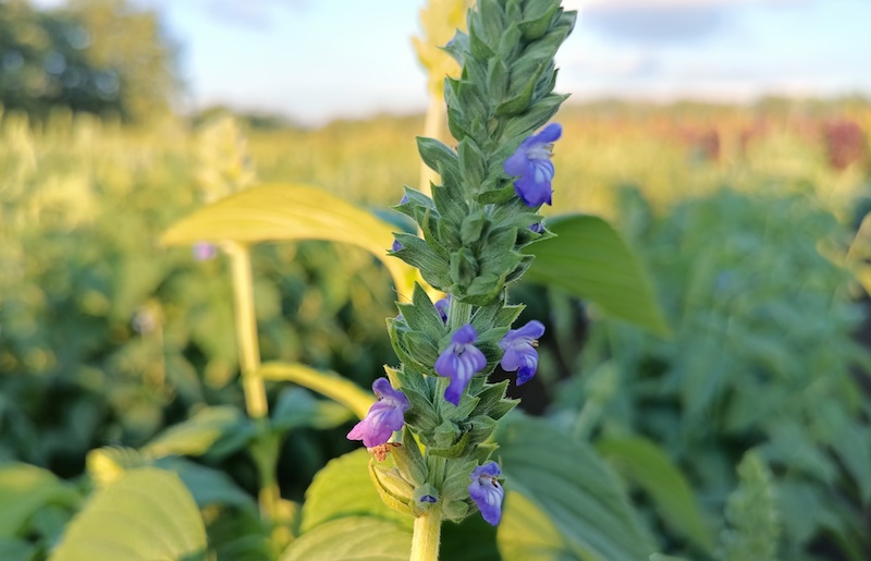 Цвітіння чіа (фото: Дмитро Чуйко)