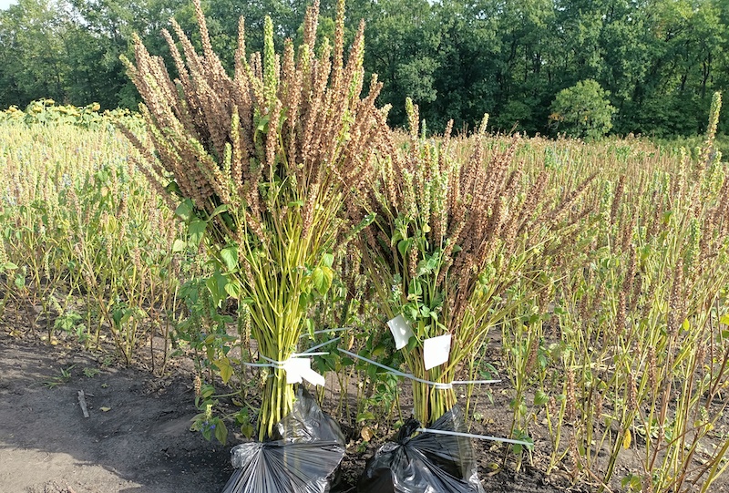 фото Дмитро Чуйко