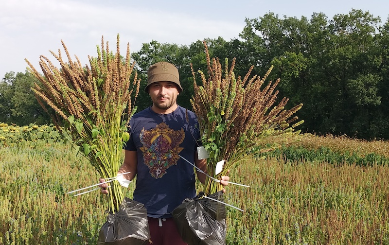 Дмитро Чуйко, доктор філософії з агрономії (PhD), викладач кафедри генетики, селекції та насінництва Державного біотехнологічного університету.