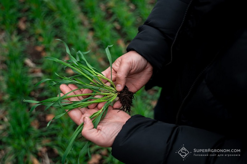 Озиме жито силосне