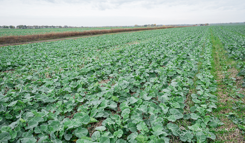 Гібрид ріпаку КВС АМБОС