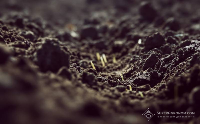 Сходи озимої пшениці