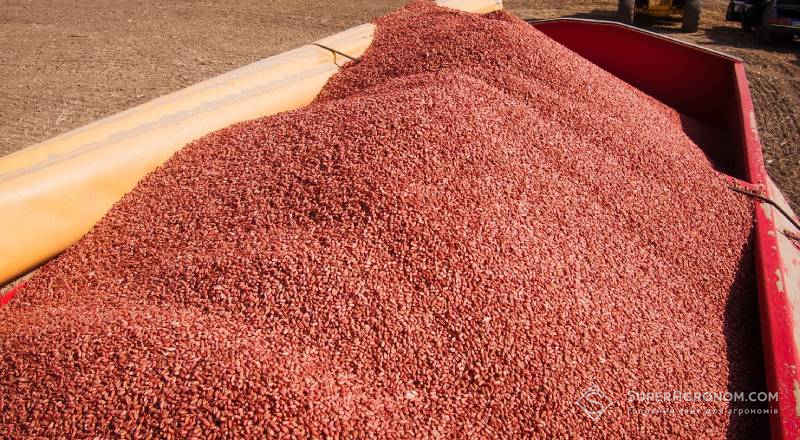 Протруєне насіння пшениці