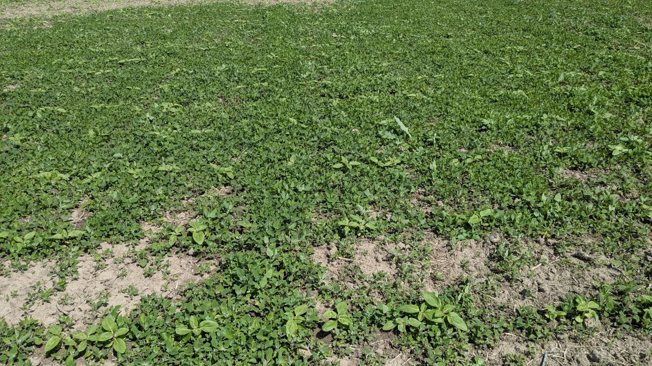 Стан поля до внесення препарату ПульсАгро