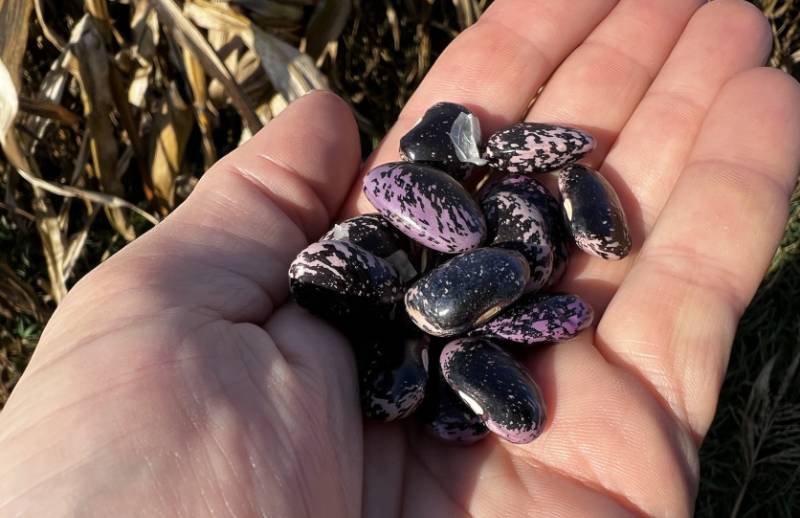 Боби квасолі, вирощеної на кукурудзі (Фото: farmer.pl)