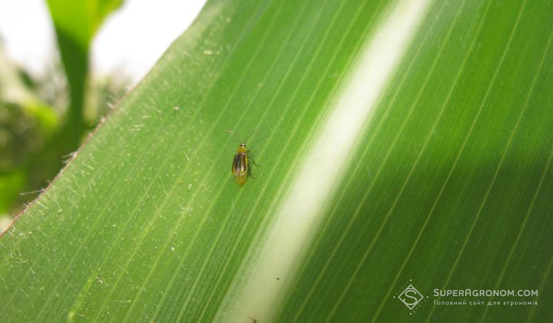 Західний кукурудзяний жук