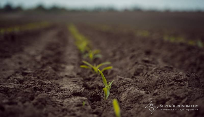 Сходи кукурудзи