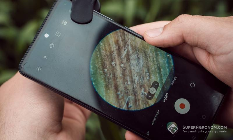 Ознаки хвороби пшениці у збільшенні