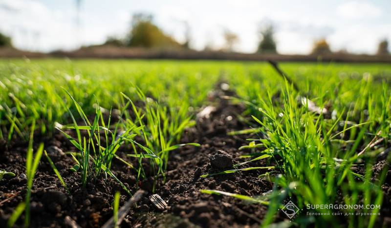 Сходи пшениці