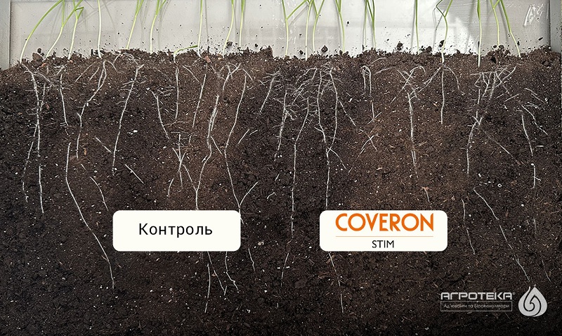 Дослід з обробки насіння Коверон Стім