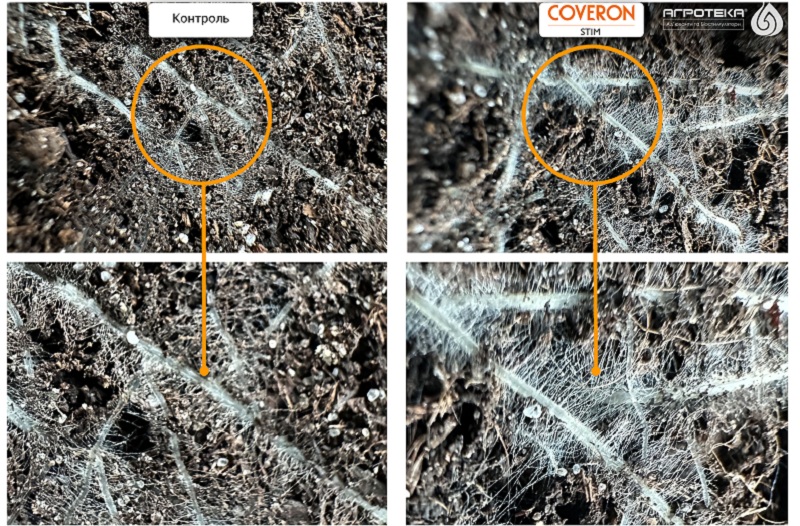 Фото коренів пшениці, оброблених Коверон Стім, та без обробки