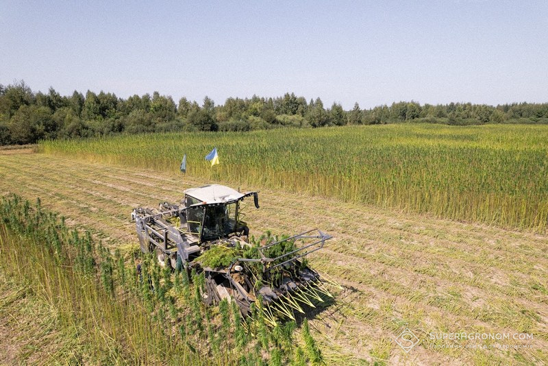 Збирання конопель зеленцем за допомогою комбайна Hyler Sativa FL20