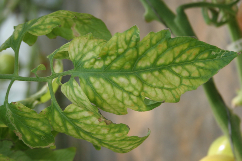 Дефіцит магнію у томатів. Фото: UK Vegetable IPM Team