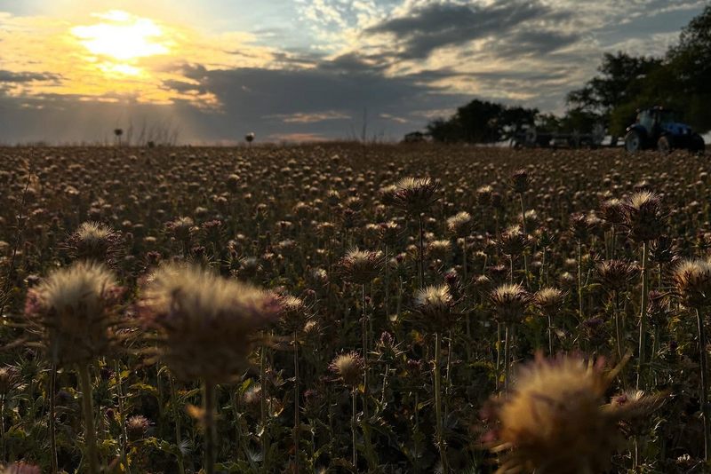 Розторопша. Фото: Сергій Бодя