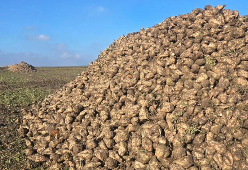 Урожай цукрового буряку гібриду за технологією КОНВІЗО СМАРТ на Рівненщині