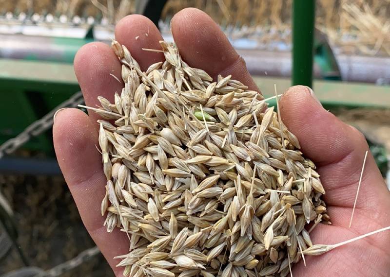 Урожай ячменю в Агрейн