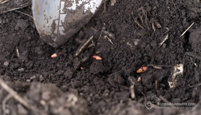 Сівба ярого ячменю в Агробізнес