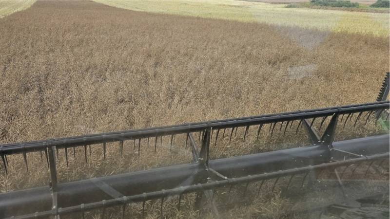 Збирання озимого ріпаку в Агро-Регіон