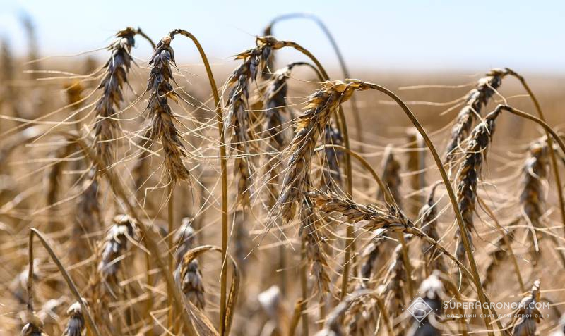 Озима пшениця