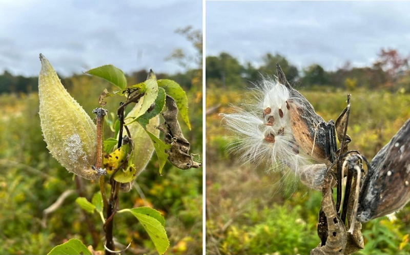 Ваточник сирійський, штат Мен (США)