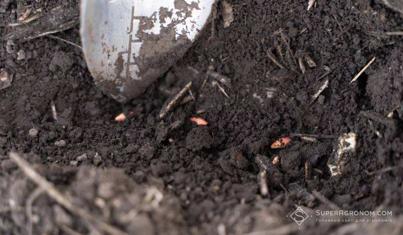 Посіяне насіння ячменю