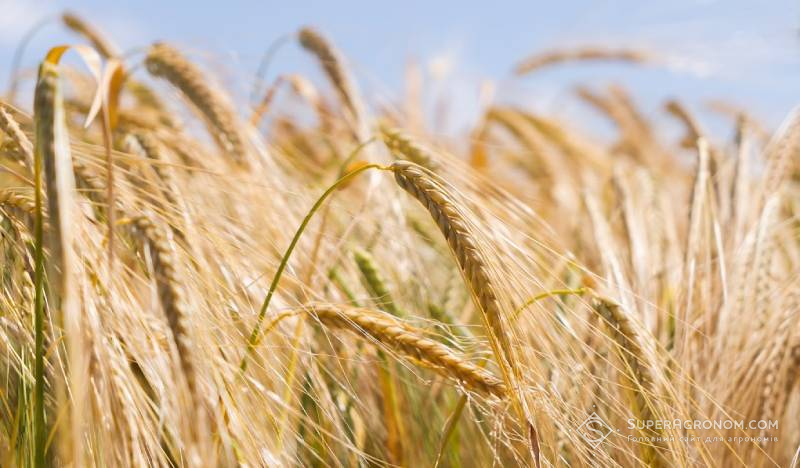 Посіви ячменю