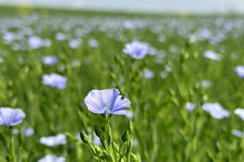 Льон олійний. Фото: ПАЕК