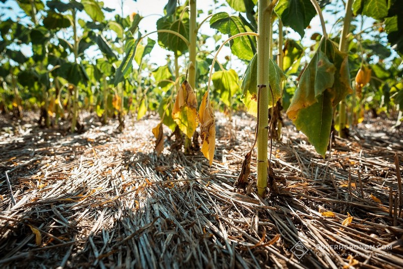 Соняшник по no-till