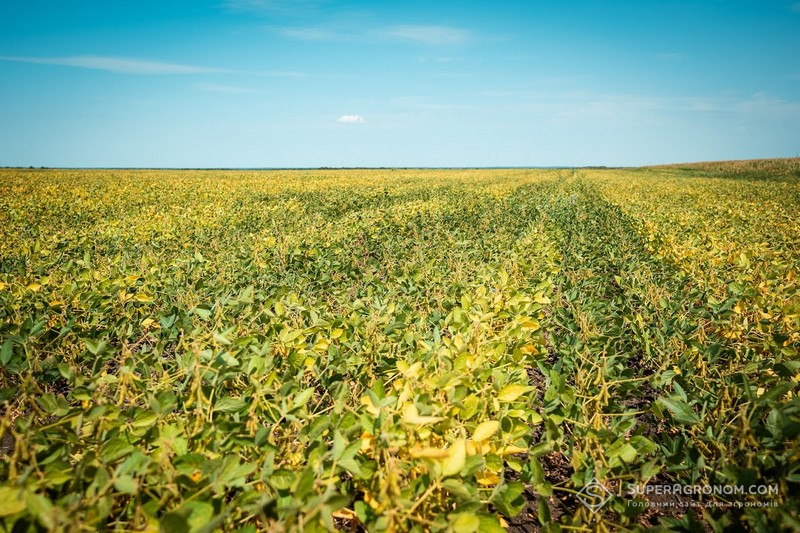 Соя у ФГ Омельяненко, Кіровоградська область, 2024 рік