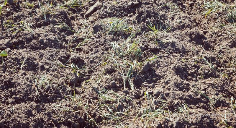 Зароблені у ґрунрт сидерати