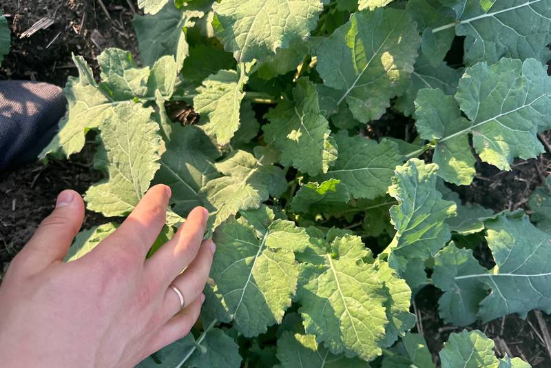 Озимий ріпак у фазі 6-8 листків. Фото: Alex Feldman