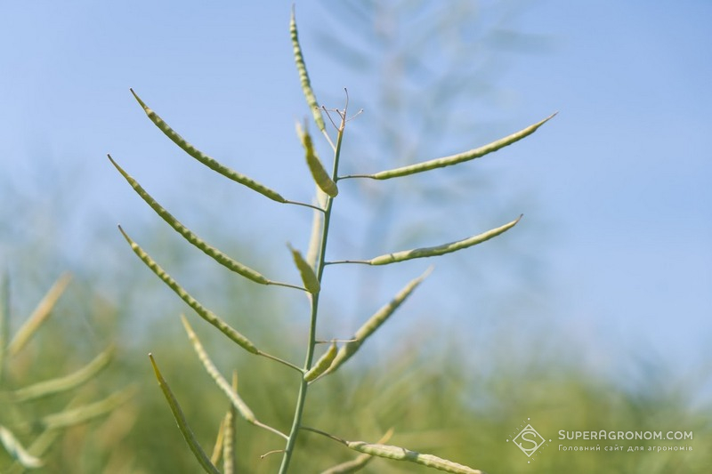 Дозрівання ріпаку