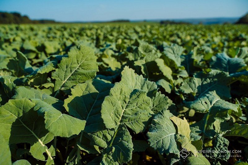 Явище переростання озимого ріпаку