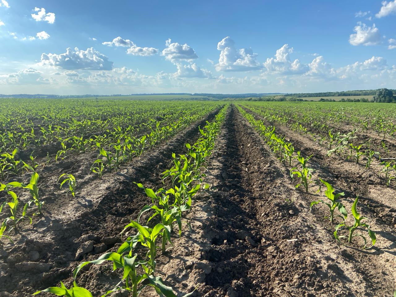 Кукурудза. Фото: Сергій Корнюшенко